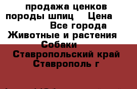 продажа ценков породы шпиц  › Цена ­ 35 000 - Все города Животные и растения » Собаки   . Ставропольский край,Ставрополь г.